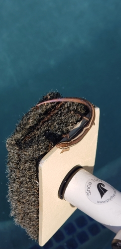 Coronado Island Skink