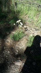 Psacalium decompositum