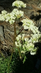 Psacalium decompositum