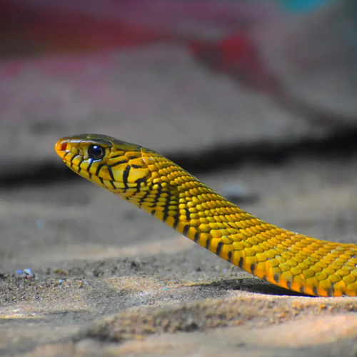 Oriental Rat Snake