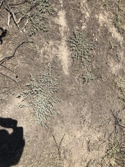 Euphorbia ocellata ocellata