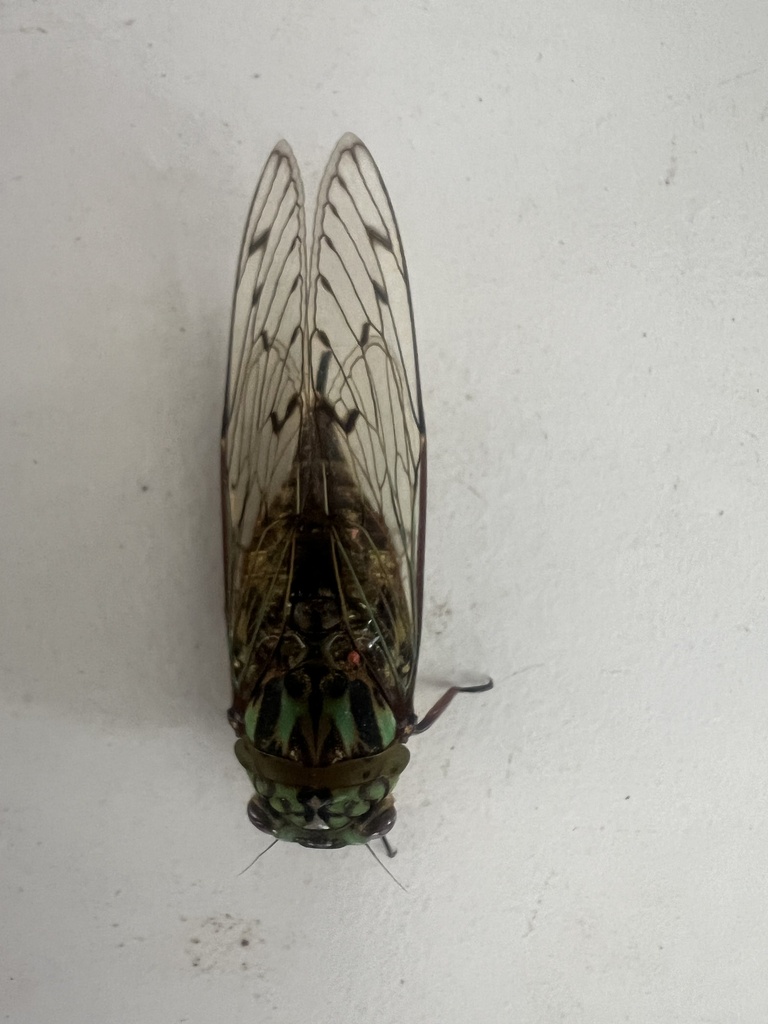Platylomia insignis
