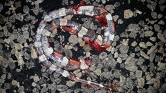 Lampropeltis annulata