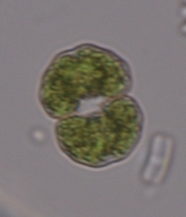 Cosmarium impressulum