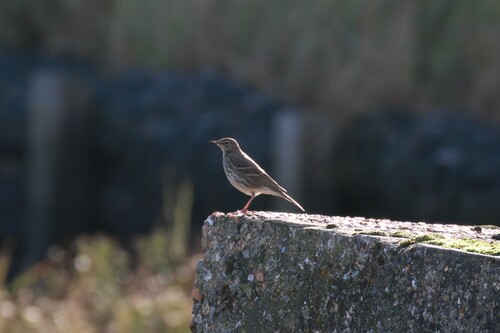 Pipit maritime