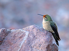 Oreotrochilus chimborazo chimborazo