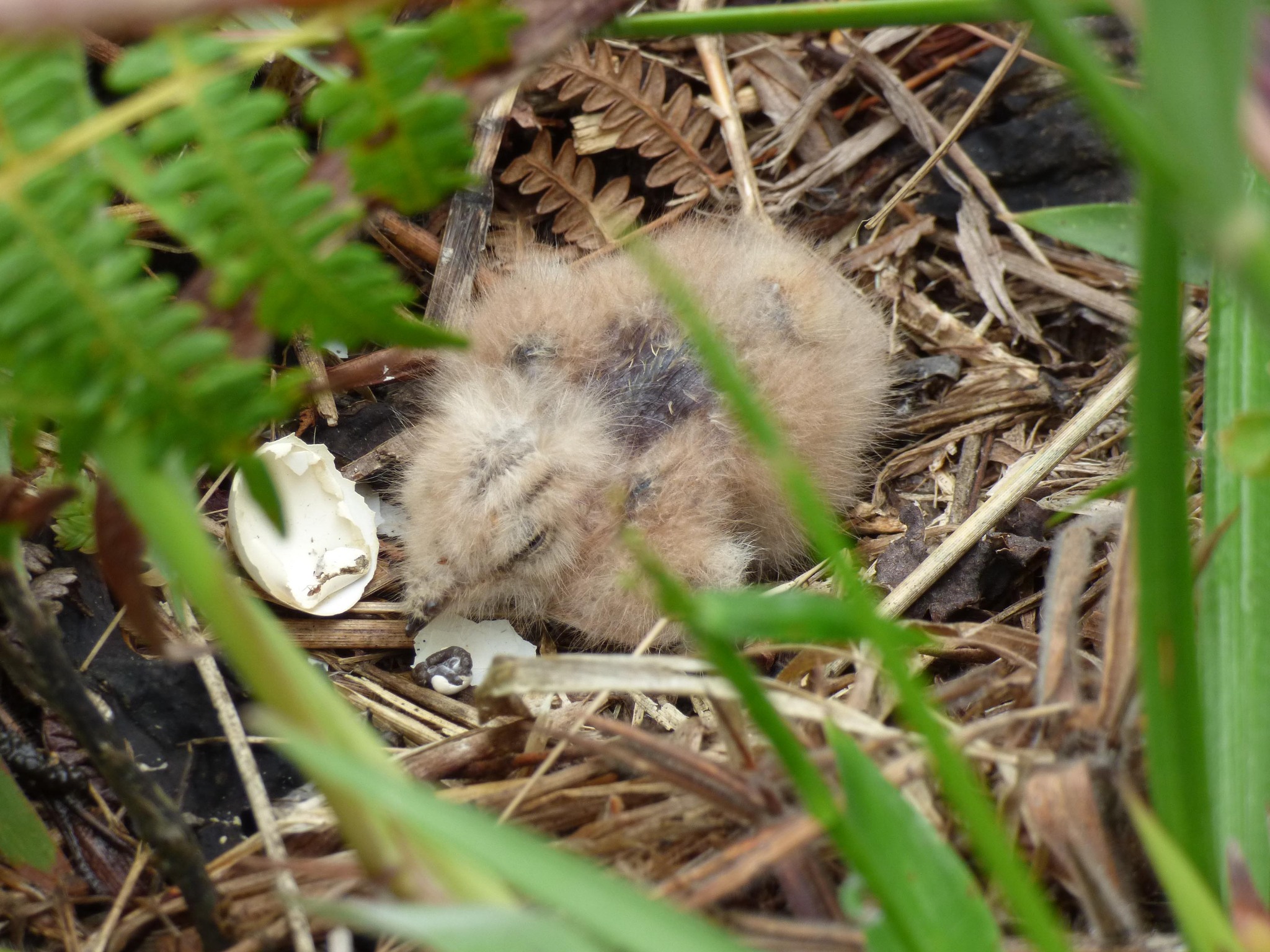 Swallow-tailed Nightjar (Uropsalis segmentata), photo 3