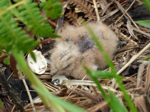 Swallow-tailed Nightjar (Uropsalis segmentata), photo 6