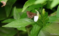 Cymaenes odilia