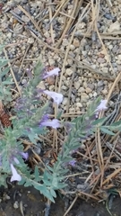 Hedeoma hyssopifolia