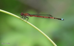 Oxyagrion terminale