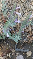 Hedeoma hyssopifolia