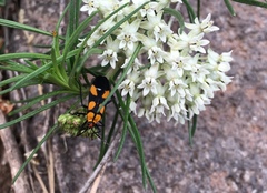 Oncopeltus spectabilis