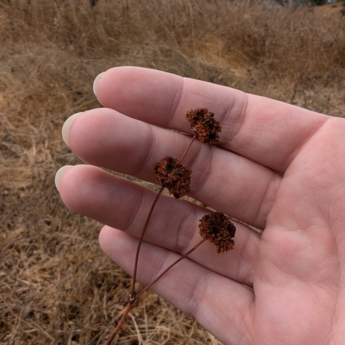 Naked Buckwheat winter