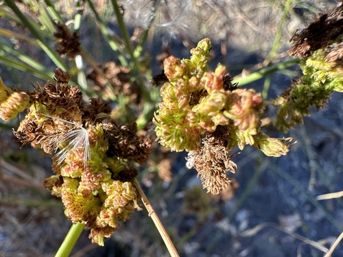 skeletonweed gall mite
