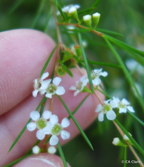Baeckea linifolia