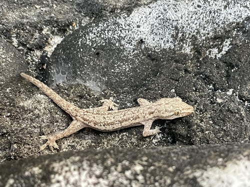 Hemidactylus frenatus observed 2024-10-14
