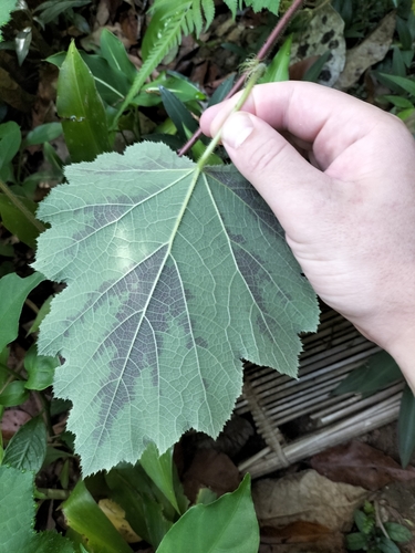 Image of Rubus alceifolius by (c) Matthew Borella, some rights reserved (CC BY)