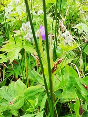 Juncus haenkei