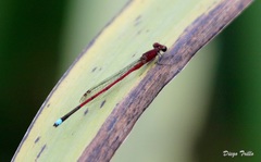 Oxyagrion terminale