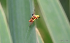 Micrathena furcata