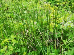Juncus haenkei