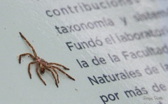 Polybetes pythagoricus