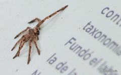 Polybetes pythagoricus