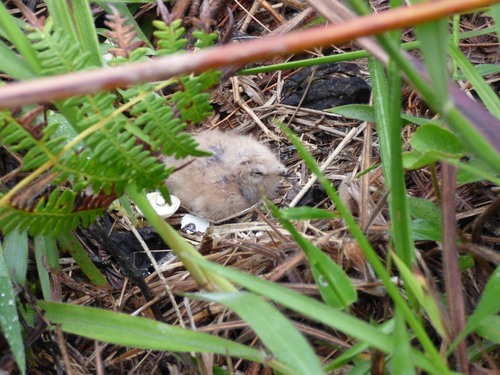 Swallow-tailed Nightjar (Uropsalis segmentata), photo 6