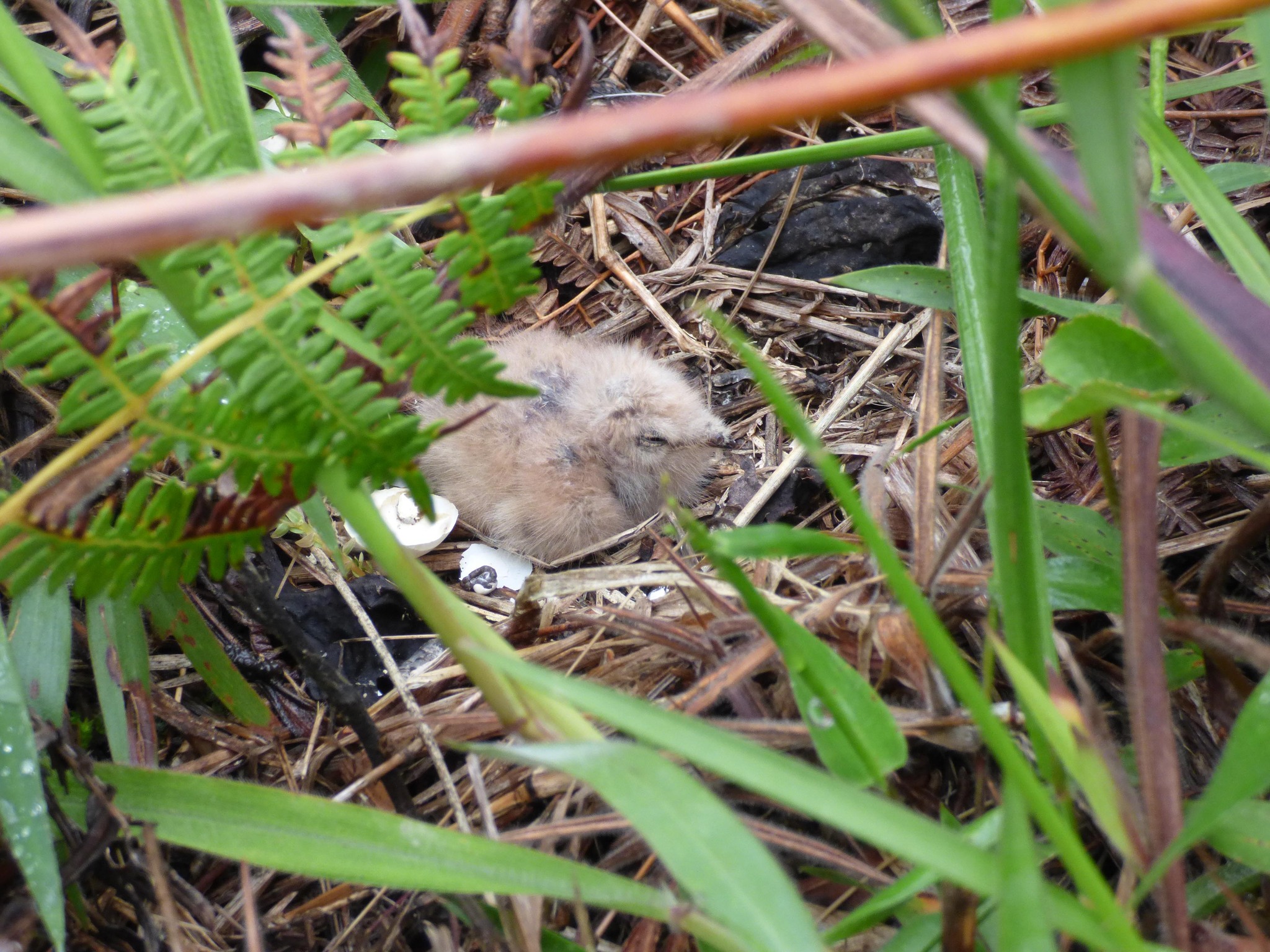 Swallow-tailed Nightjar (Uropsalis segmentata), photo 5