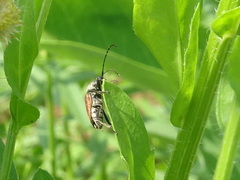 Brachyleptura