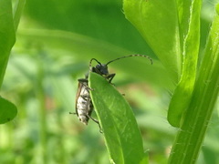 Brachyleptura