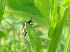 Brachyleptura