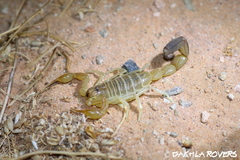 Androctonus amoreuxi