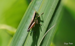 Scotussa impudica