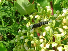 Bembix americana spinolae