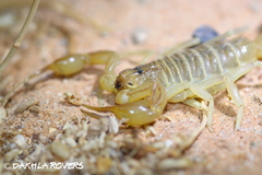 Androctonus amoreuxi