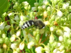 Bembix americana spinolae