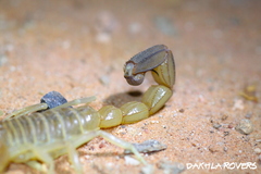 Androctonus amoreuxi