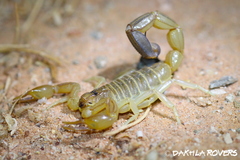 Androctonus amoreuxi