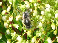 Bembix americana spinolae