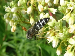 Bembix americana spinolae