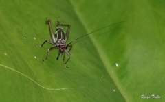 Phylloscyrtus amoenus