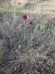 Allium atroviolaceum