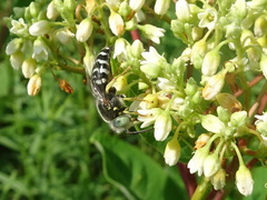 Bembix americana spinolae