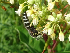 Bembix americana spinolae