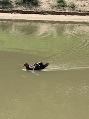 Cairina moschata domestica