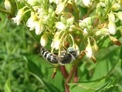 Bembix americana spinolae