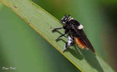 Mallophora ruficauda