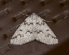 Sabulodes packardata